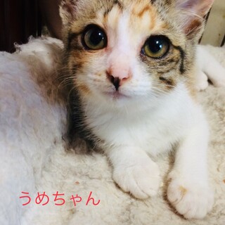 可愛い盛りの子猫！うめちゃん