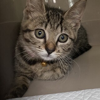 未来ちゃんの家族探し