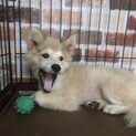 ウーロン 一旦募集中断しまーす。