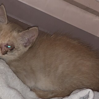 茶トラの子猫