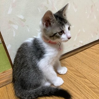 なれなれの 可愛い！ 麦ちゃん& はっかちゃん