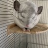 ライクッパ