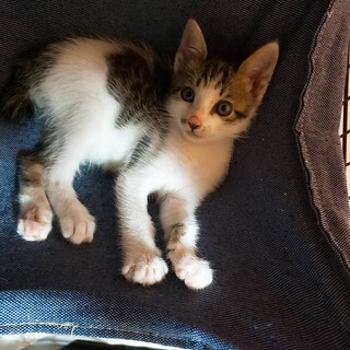 家族が出来ました♡推定2ヶ月牛柄みたいなキジ白♂