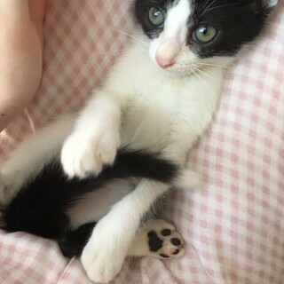 デベソのハチワレのゴマくん♥（トライアル中）