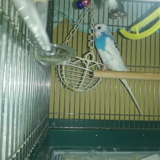 セキセイインコ、新しい家族ができました