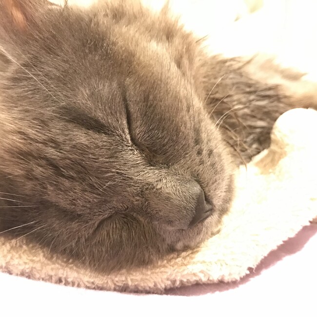 いたどんのカバー写真