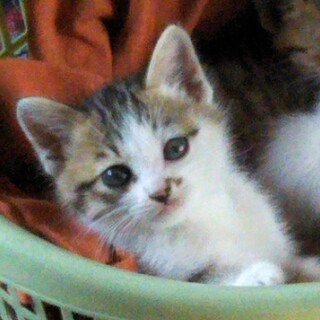 わんぱくで甘えん坊な男の子