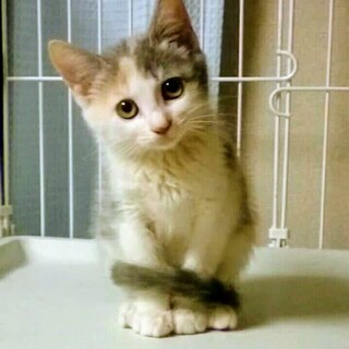 おてんばなパステル三毛♪