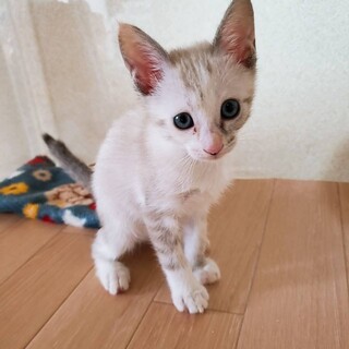 家族が出来ました♡班目な薄グレーキジ♀推定2ヶ月