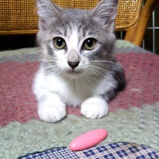 少しずつ心開いてます！パステル三毛♪