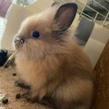 3ヶ月のライオンウサギの里親募集
