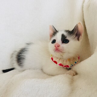 募集は一時停止致します