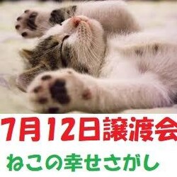 子猫が沢山参加「ねこの幸せさがし」譲渡会