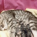 〚里親さま決定！！ありがとうございました♡⸝‬〛