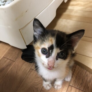 ありがとうございました★三毛猫オパールちゃん