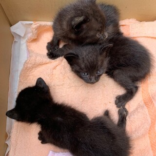 10カ月くらいの子猫3兄弟