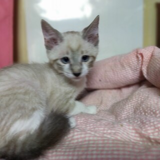 人懐こくて元気な男の子です！