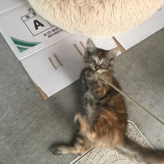 3か月過ぎの子猫の里親募集！