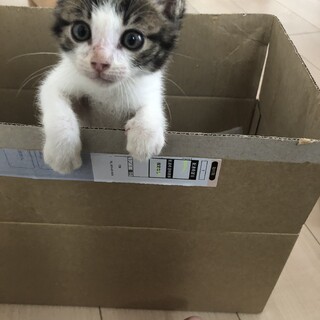 子猫の里親募集しています！