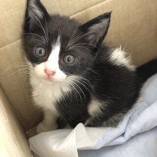子猫の里親募集