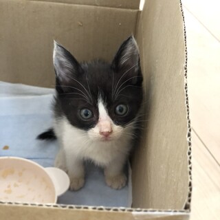 子猫の里親募集