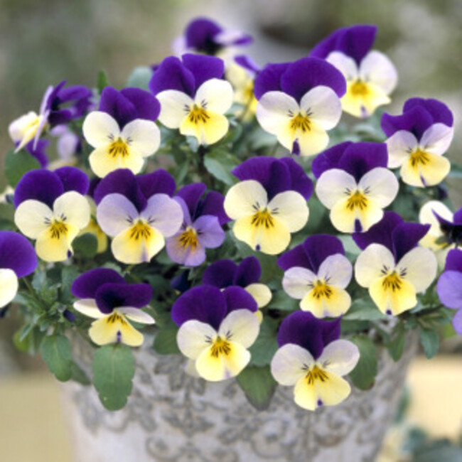 ホープパウズのカバー写真