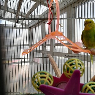 セキセイインコ　メス　成鳥