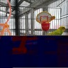セキセイインコ　メス　成鳥 サムネイル2