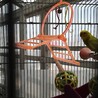 セキセイインコ　メス　成鳥 サムネイル3