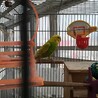 セキセイインコ　メス　成鳥 サムネイル4