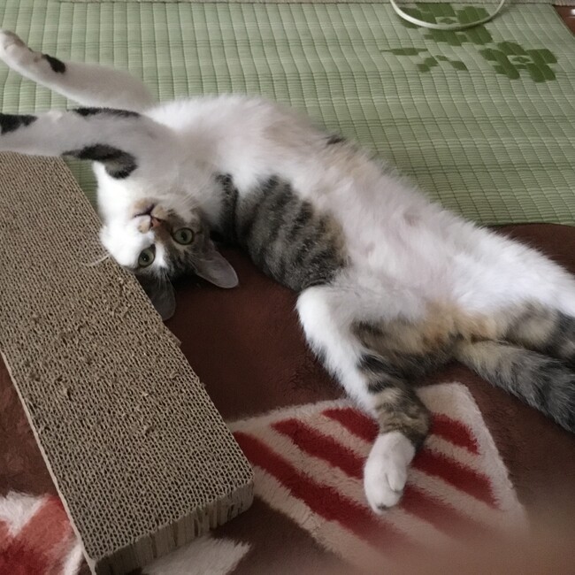 ネネの子どものカバー写真