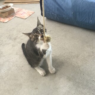 3か月過ぎの子猫の里親募集！