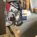 3か月過ぎの子猫の里親募集！トライアル決定！