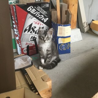 3か月過ぎの子猫の里親募集！トライアル決定！