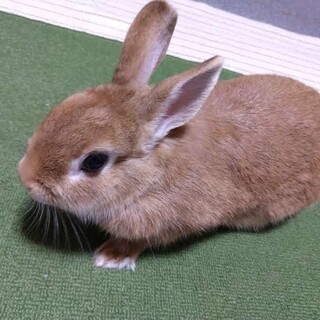 ネザーランドドワーフ 女の子