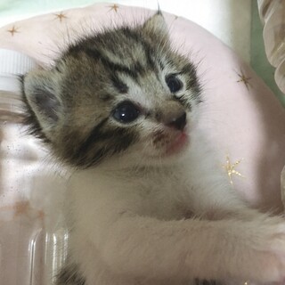 ★人馴れ抜群★6/10生まれ