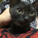 名前はネオ！真っ黒じゃないよ。