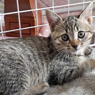 かりかりカリエンテちゃん