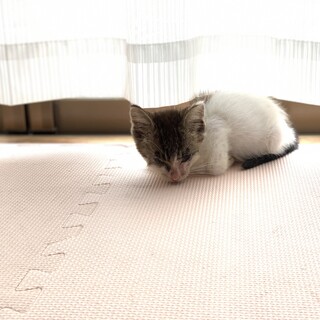 子猫を保護しました