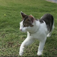 レオ