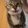の写真