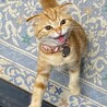 の写真