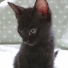 【結】譲渡決定猫じゃらし大好きな黒にゃんこ♪ サムネイル4