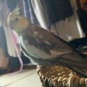 セキセイインコ、オカメインコ