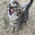 とってもかわいい甘えん坊！多頭飼育崩壊より