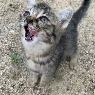 とってもかわいい甘えん坊！多頭飼育崩壊より