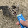 とってもかわいい甘えん坊！多頭飼育崩壊より サムネイル5