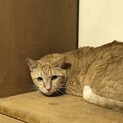 ２０匹の里親募集です。
