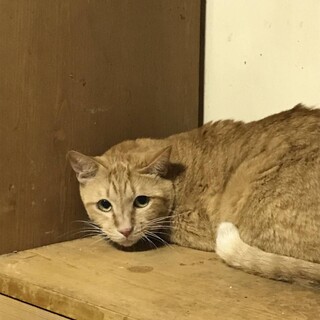 ２０匹の里親募集です。