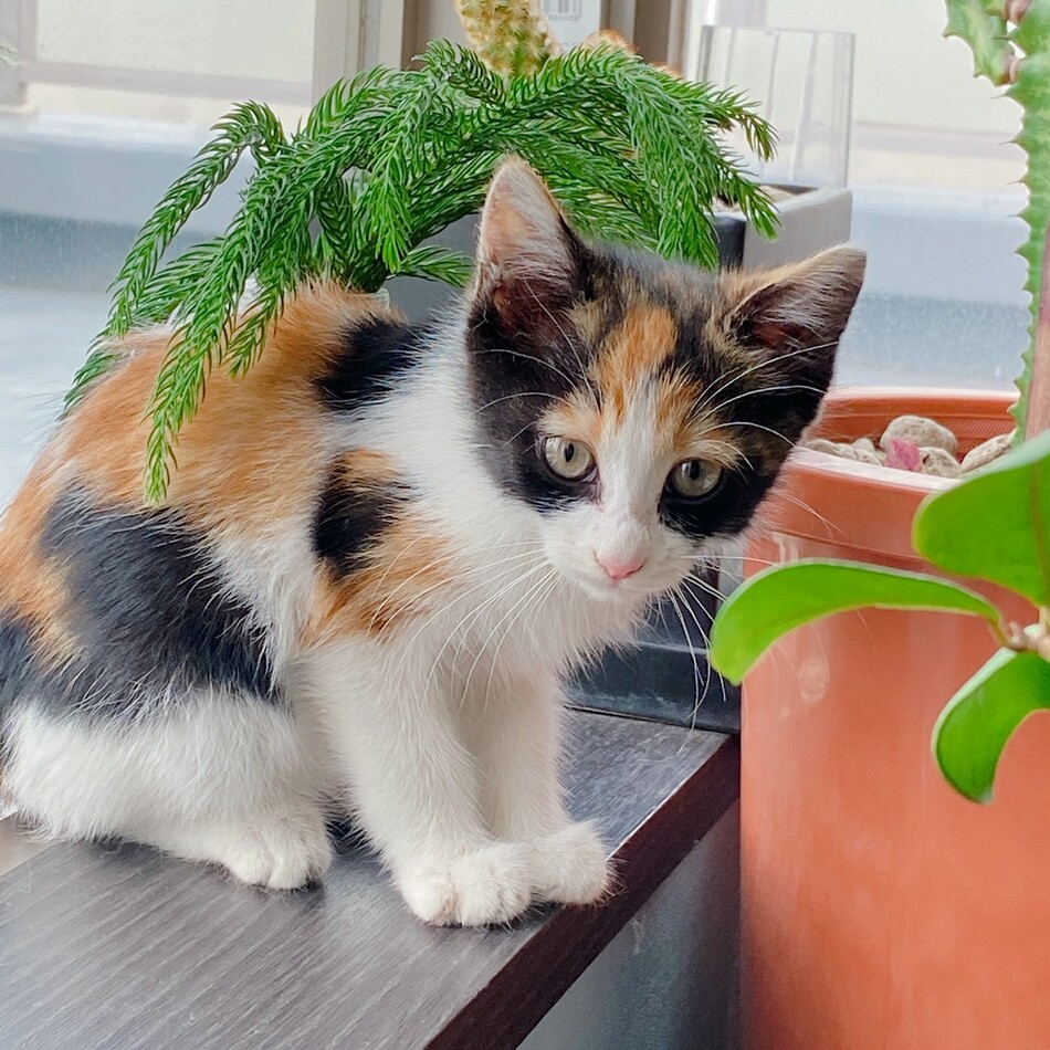 だいずのカバー写真